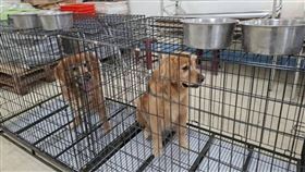 苗栗西湖網紅餐廳「獵犬不打獵」，遭民眾檢舉疑虐待犬隻，老闆則喊冤是誤會。（圖／翻攝畫面）