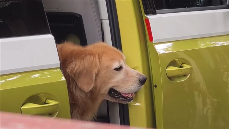 苗栗西湖網紅餐廳「獵犬不打獵」，遭民眾檢舉疑虐待犬隻，老闆則喊冤是誤會。（圖／翻攝畫面）