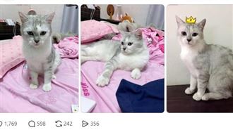 貓咪遭虐打家門口慘死！飼主崩潰求監視器