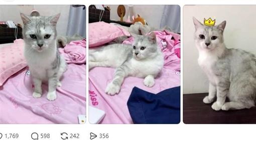 貓咪遭虐打家門口慘死！飼主崩潰求監視器