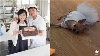 孫儷愛犬也是戲精　倒地不動畫面嚇暈鄧超