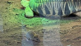 有民眾在台北動物園陸龜展區發現小老鼠蹤跡。（圖／翻攝自Threads @chen0122ning）