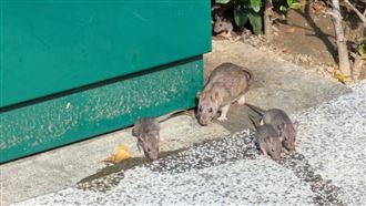王鴻薇稱鼠患是演的　網：那幹嘛放鼠藥？