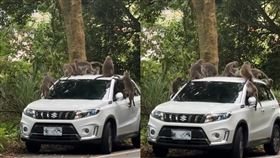 猴子爬上車頂玩樂。（圖／網友henry099kimo授權提供）