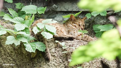 北市動物園最年長石虎辭世　網淚喊再見