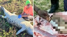 食人巨鱷被擊殺！剖腹畫面曝「挖出鞋子、腐爛斷肢」（組合圖／翻攝自SAPoliceService,Suburban Control Centre﻿）