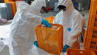 屏東鵪鶉場確診H5N1禽流感　撲殺7.8萬隻