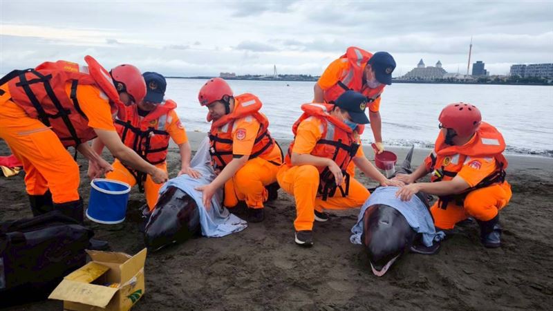 小虎鯨擱淺在八里一帶的海灘，海巡署、新北動保處等共同展開救援。（圖／翻攝畫面）