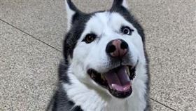 美國一名士兵找了一位信任的保母幫忙照顧愛犬，沒想到卻迎來心碎結局。（圖／翻攝自X平台 @ABeckhamAnthro）