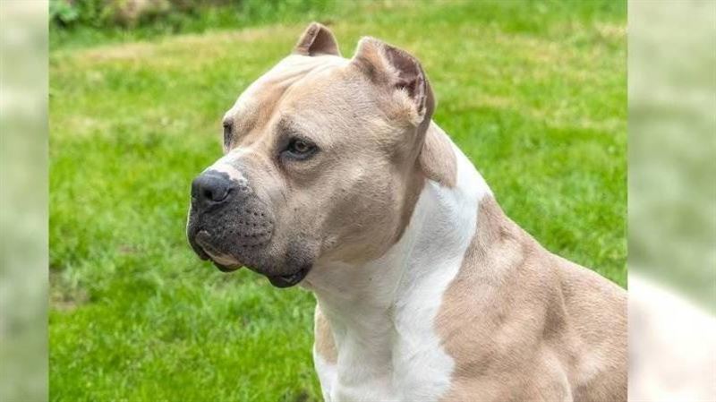女傭竊雇主2kg金飾 養15惡犬打造狗堡壘