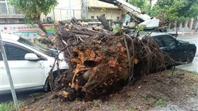 疑樹根病釀禍！台中二中3樓高老榕樹倒塌　橫躺馬路「砸毀2車」（圖／翻攝畫面）