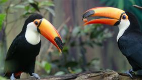 大巨嘴鳥（圖／翻攝自台北市立動物園官網）
