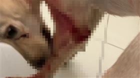 犬隻遭砍傷後的傷勢。（圖／翻攝畫面）
