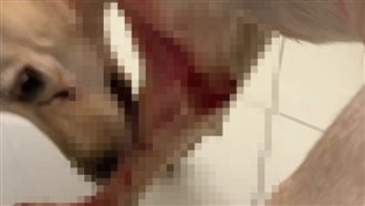 男拿刀狠砍同居人愛犬！稱情緒失控下場曝