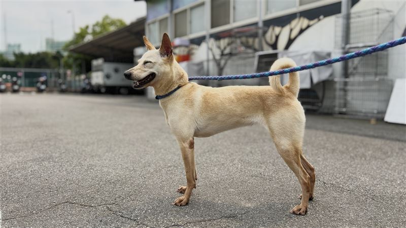 犬隻傷癒後的情形。（圖／翻攝畫面）