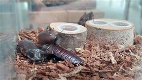 壽山動物園今年還推出超衝擊「世界蟑螂特展」，集結全球多種造型奇特蟑螂，包括有「珠寶級蟑螂」之稱的越南金屬蟑、體型粗壯如盔甲的犀牛蟑螂等。（圖／壽山動物園提供） 