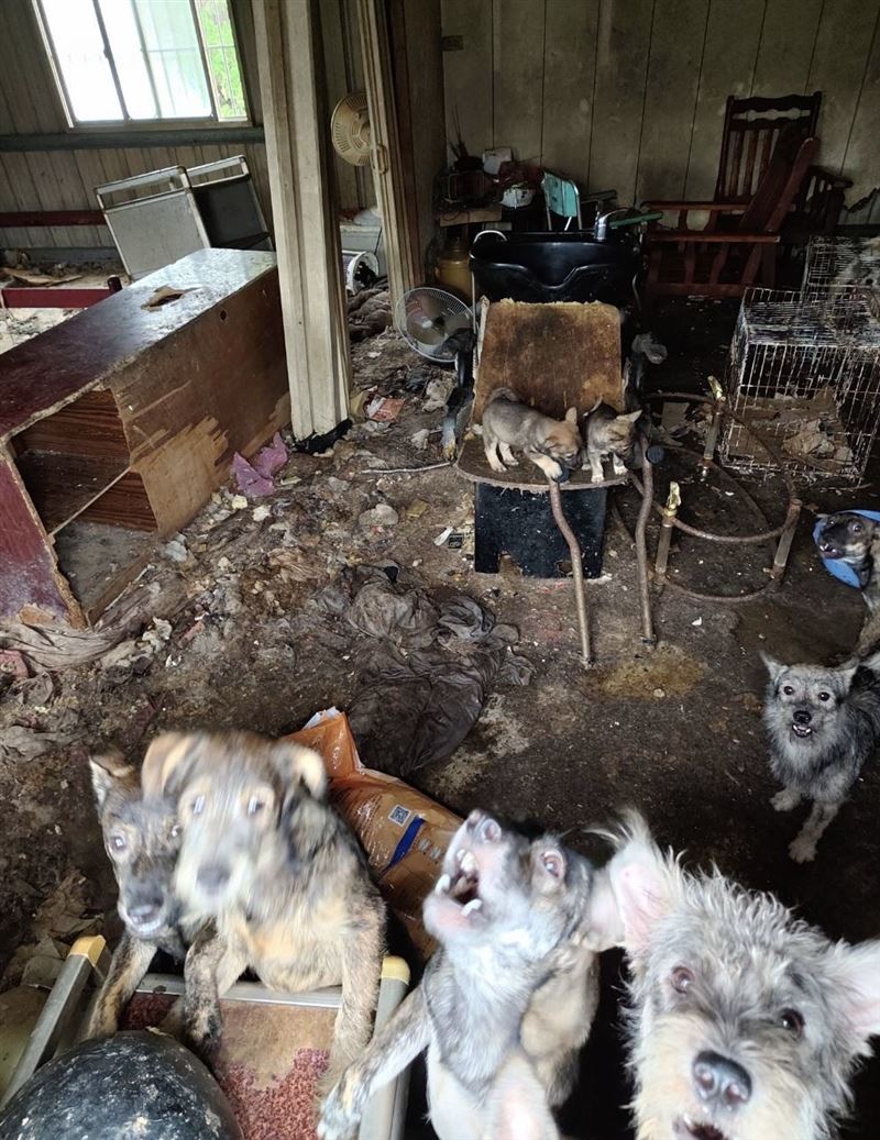 15隻犬隻居住在極度髒亂的環境，已構成不當飼養。(圖／翻攝畫面)