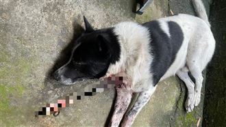 苗栗男持十字弓射殺流浪犬！釀1死1命危