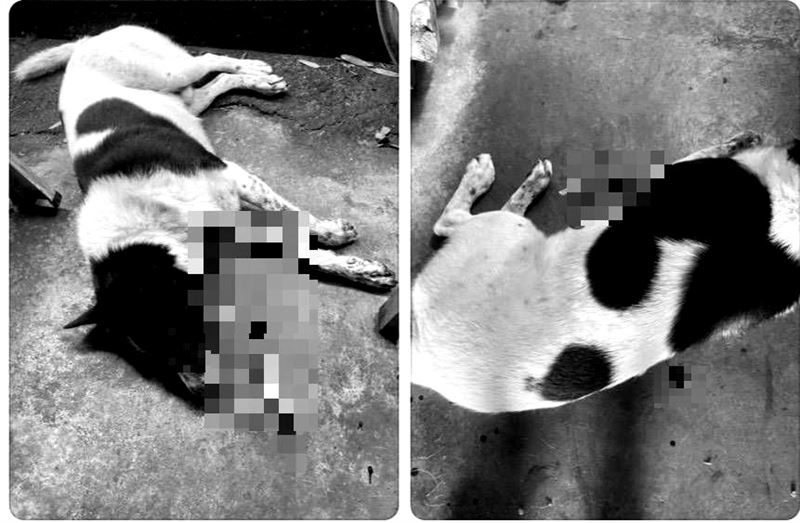 流浪狗胸口遭54公分長的弓箭射穿死亡，傷勢令人怵目驚心，另1隻則受到重傷。(圖／翻攝畫面)