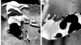 苗栗，三義，十字弓射殺，狗狗，胸口中箭，1死1重傷，黃嫌落網(圖／翻攝畫面)