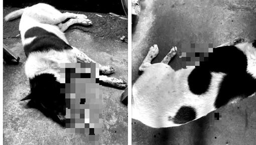 流浪犬遭54CM弓箭射穿胸口慘亡　兇嫌落網