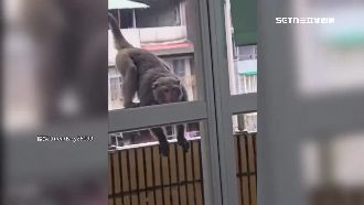 猴群入侵中和！校園、大街「躲貓貓」亂竄