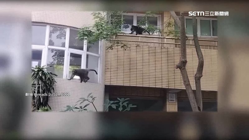 學校牆外，兩隻猴子大喇喇閒逛。（圖／翻攝自Threads @2o12._.0101）