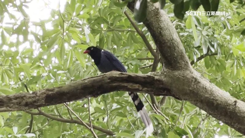 台灣藍鵲是台灣保育類動物