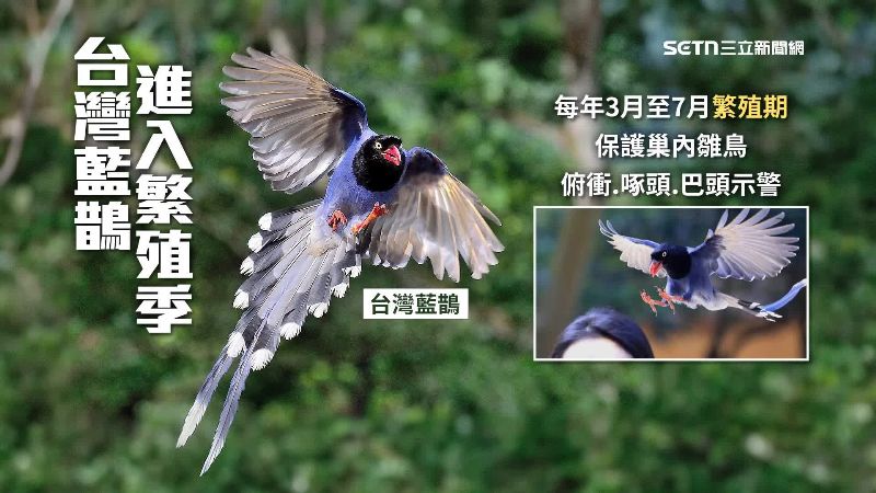 目前是台灣藍鵲繁殖期