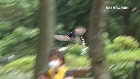 政大藍鵲襲1800