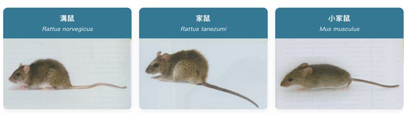 居家常見溝鼠、家鼠、小家鼠等3種老鼠。（圖／翻攝自環境部網站）