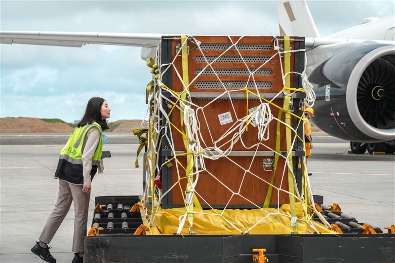 星宇航空地勤人員全程細心照顧，確保「莉姆路」擁有舒適如家的飛行體驗。（圖／星宇航空提供）