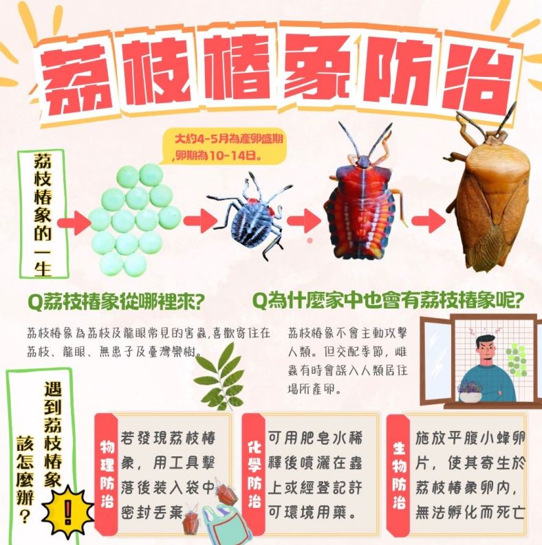 如果發現大量荔枝椿象，建議尋求專業單位來防治。（圖／新北市農業局提供）
