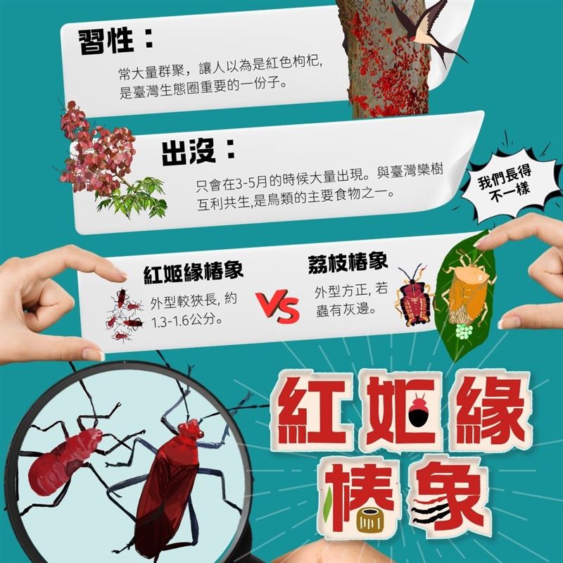 荔枝椿象體型較大，紅姬緣椿象則是細長、顏色鮮豔。（圖／新北市農業局提供）