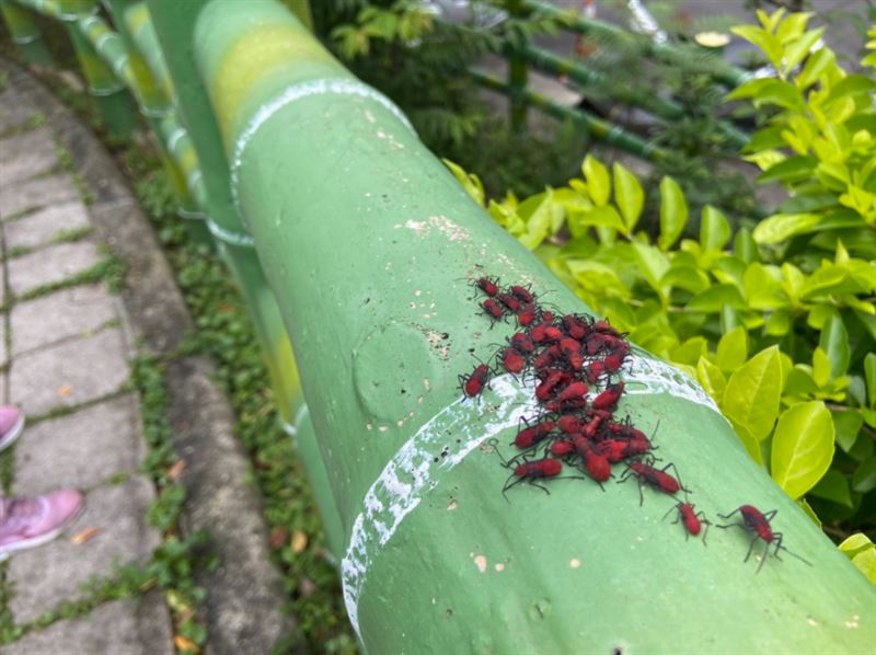 若在新北市路邊發現鮮豔的「紅姬緣椿象」，牠們無害，不必撲殺或驅離。（圖／新北市農業局提供）