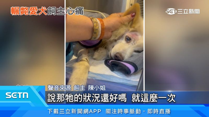 飼主陳小姐出面說明