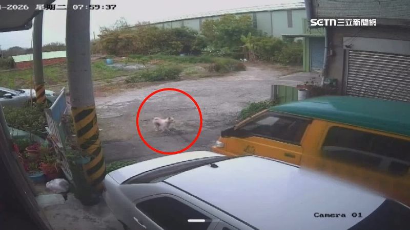 狐狸犬「嘟嘟」遭娃娃車輾過，全身多處骨折，送醫救治住院7天仍傷重死亡，飼主控訴園方態度消極