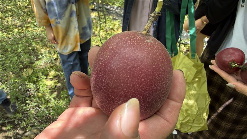今年特別培育的新品種「藍星百香果」，外觀如繁星點點。(圖／家樂福提供）