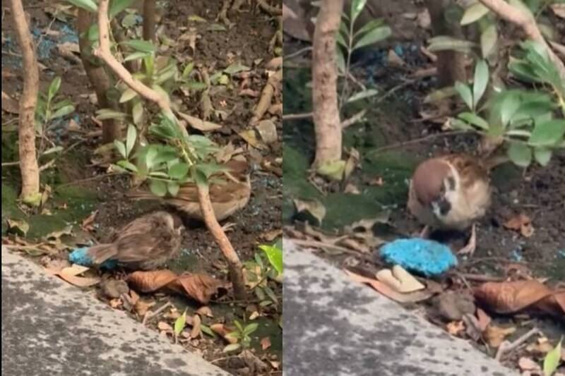 羅浚晅醫師分享麻雀正在啄食老鼠藥的影片，示警恐釀生態浩劫。（圖／翻攝自threads＠bbb718）
