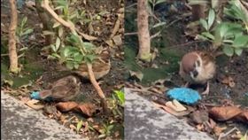 北市鼠患嚴重，大量投放老鼠藥，羅浚晅醫師分享麻雀正在啄食老鼠藥的影片，示警恐釀生態浩劫。（圖／翻攝自threads＠bbb718）