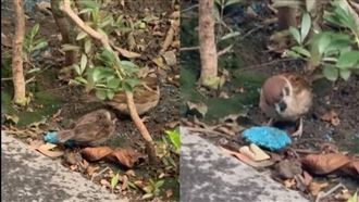 北市投鼠藥釀生態浩劫　麻雀誤食猛禽團滅