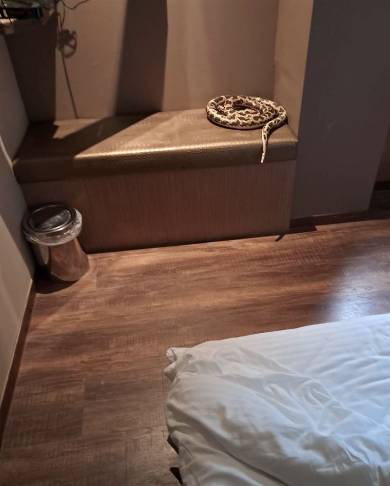 台南北區某飯店椅子上驚見巨蟒，房務人員嚇壞真相曝光。（圖／翻攝自Threads @puavision）