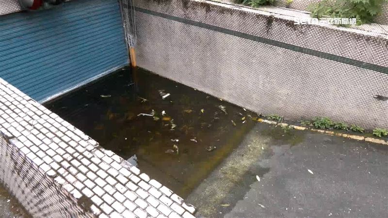 北市一處廢棄停車場長年積水還長青苔