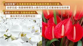 台灣蝴蝶蘭及火鶴花切花正式獲准出口紐西蘭。（圖／農業部提供） 
