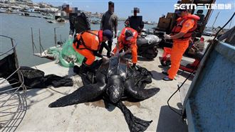 不是AI…誤捕200kg「黑皮巨獸」！身份曝
