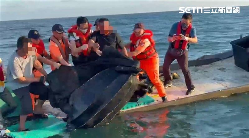 經海洋保育署鑑定，確認為全球極度瀕危的第一級保育類動物「革龜」。（圖／翻攝畫面）