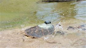 海龜,玳瑁,龜太郎。（圖／新北動保處提供）