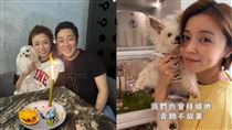 艾成冥誕前夕　王瞳帶哈嚕露營赴墓園告白