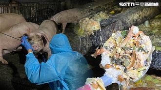 餵100隻無名豬…吃廚餘！豬瘟檢驗結果曝