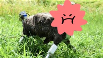 為熊患出奇招！稻草人「怪獸狼」成救星